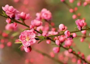 2026年情人节催桃花手机号，哪个尾号能让你桃花朵朵开？