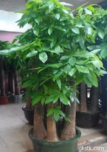 桃树：开花时间不对会招烂桃花