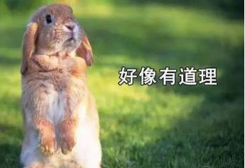 兔兔这么可爱为什么要说话