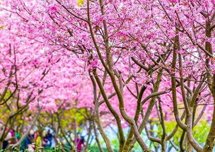 冲绳八重岳：1月就能看樱花！