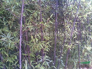 紫竹风水适宜种植在何处？哪些地方不宜种植紫竹风水？