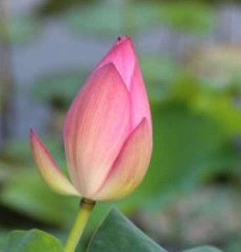 未羊：温顺绵羊吃嫩草， 财运平平淡淡