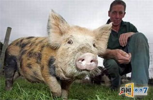 那东西夜晚，  猪舍的寂静被打破