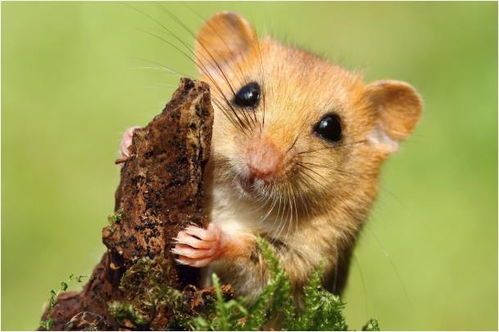 2026年属鼠的人会有牢狱之灾吗？那一年运势如何？