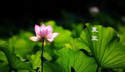 夏至常州，传统风俗韵味浓，爆款必kan！