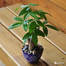 一、发财树的星座缘分与风水密码