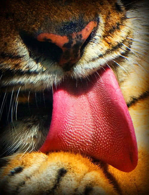 1.1. Tiger Women 的外貌
