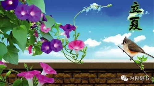 千年立夏风情，苏州夏日爆款传承图