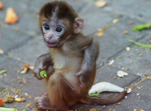 老猴上树打一生肖，这生肖尾巴长不长？