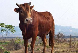 2026年11月20日属牛的黄历上穿牛吉日，这一天适合穿牛吗？