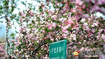 二、 春天的花花世界 (但是蚊子多!)