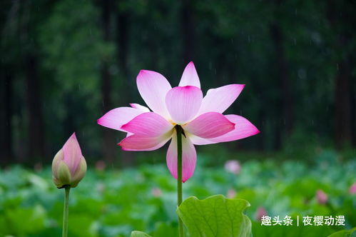 熬过122天四大生肖痴情一生，如沐春风，贵人齐聚，这是真的吗？