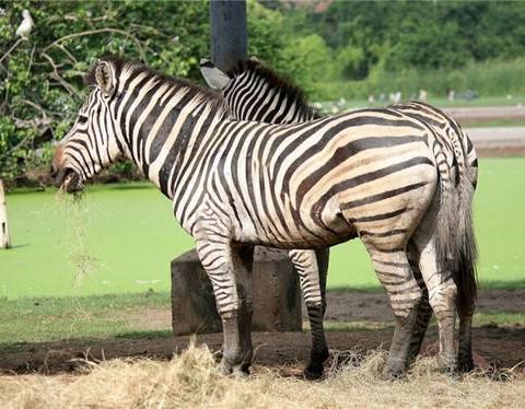 野生动物世界？不如叫动物看人世界！