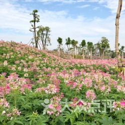 早鸟票？呵呵，早起的鸟儿被虫吃！