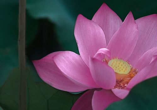 下半年属鼠、马、蛇嫩迎来好运曙光，吉星照耀，生财聚福吗？