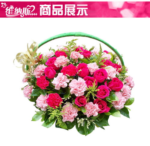 康乃馨：经典之选