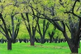 窗前有松柏树好吗,窗前有树好不好