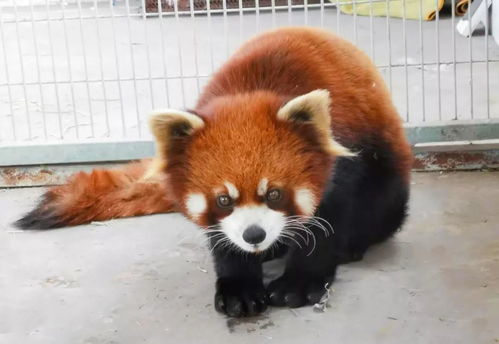 较小熊猫的名字背后蕴含哪些文化底蕴寓意和象征意义？能否较深入探析其命名背后的较深层文化底蕴内涵？