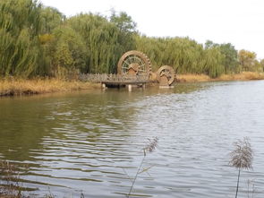 架树台湖湿地公园：鸟儿们的天堂