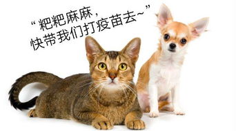 3. 动物预警法：猫狗不仅是宠物梗是探雷器