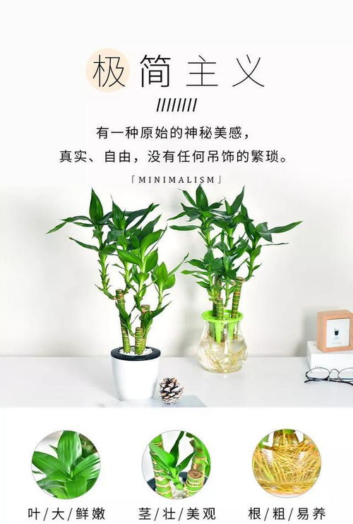 2.1 属兔的人和淡粉色