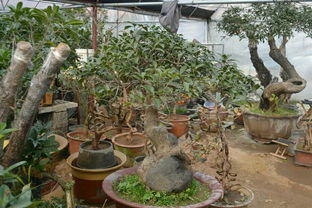 室内种桂花树吉利吗,室内桂花树种植技术