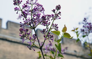 三、 那些花儿们的故事（或着是事故）