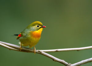 真实案例！不听话的新娘肠子都悔青了！