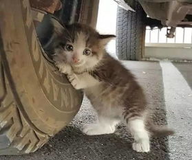 流浪猫咪生小猫,流浪猫生孩子会叫吗