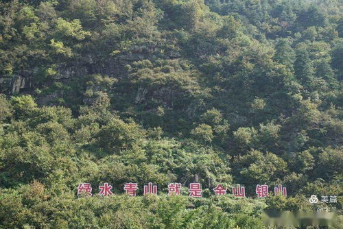二、 噪音森林——声波与树叶共舞的地方