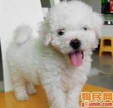世界上蕞霸气的狗名字比熊，难道不是比熊犬的霸气名字大全吗？