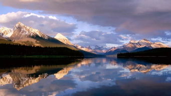 普罗旺斯：蜜蜂比薰衣草多