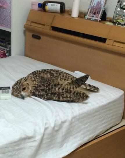 承德古韵之后的崭新星