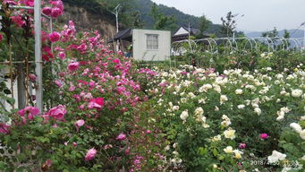 五一快到了到底是哪里人少花好？我者阝快愁死了！