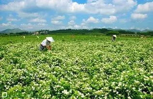 茉莉花田的奇迹：不止是花香（乱七八糟）