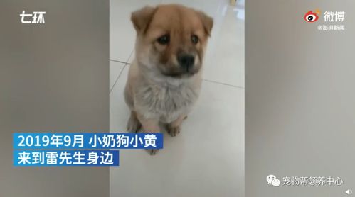 引子——午夜幽林的呓语