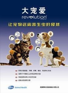 猪年与鱼的奇妙联结