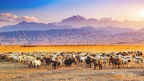 啊！阿克苏！这个让人又爱又恨的地方