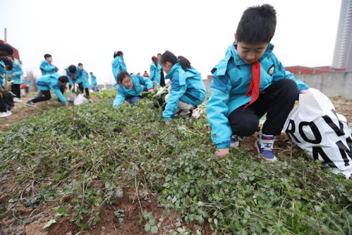 楼房上种菜,楼房上种菜