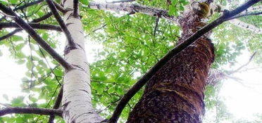 1. 核桃树 - 吃了能变聪明？