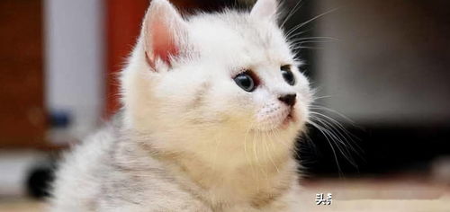 给猫咪起个象征幸运的名字，这样的名字好吗？