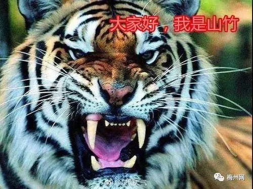 梅州风水改虎，如何调整一只虎的风水布局？