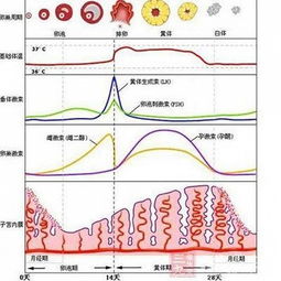 二、先把概念搞清楚：月经与排卵不是“一拍即合”