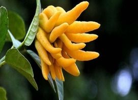 3. 绿植化解