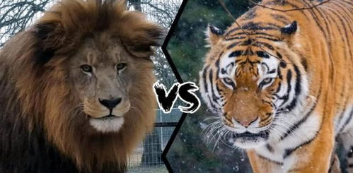 激进派：八字调理与命运改变