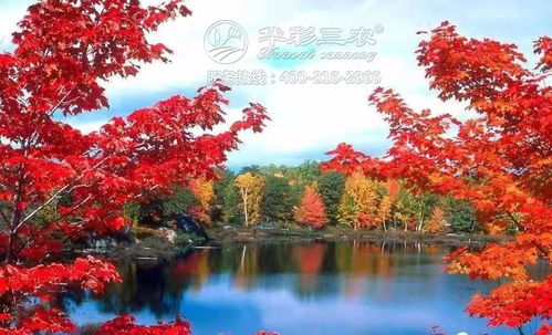圭峰山：红叶飘零，诗意盎然