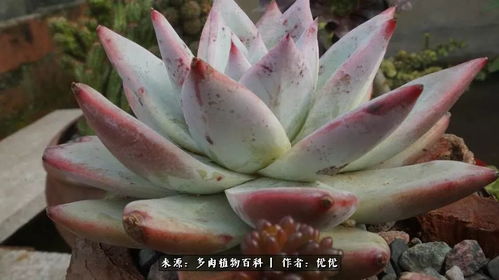 2026年黄历警告：这些位置千万不能放多肉！