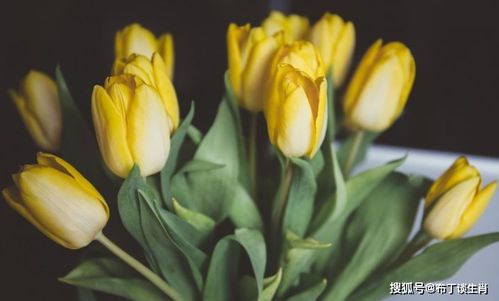 2026年属兔如何提升桃花运？桃花运详解是什么？