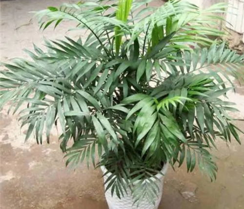 袖珍椰子摆放,袖珍椰子风水上适合养几颗