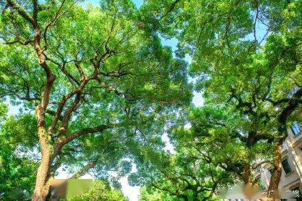 广州榕树迁移风水学,广州榕树迁移砍伐